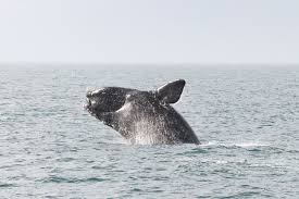 North Atlantic Right Whale, Photo: NOAA.gov