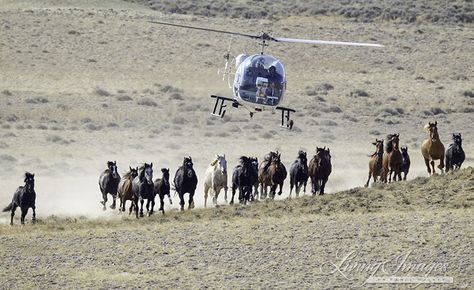 Wild Horse Helicopter Roundup