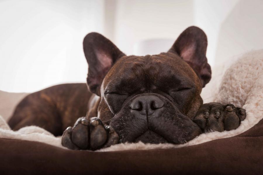 Selecting a Dog Bed: Tips for Consumers