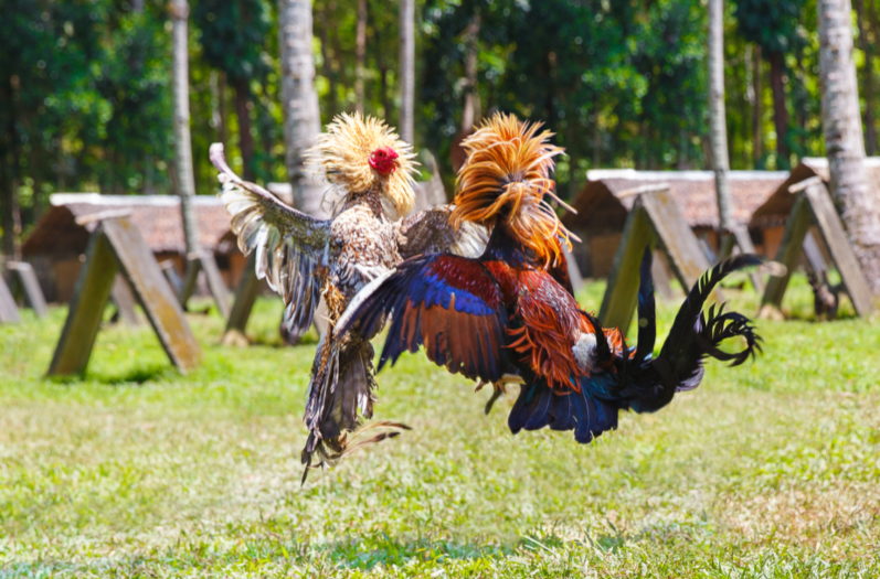 Two roosters engage in a cockfight to the death.