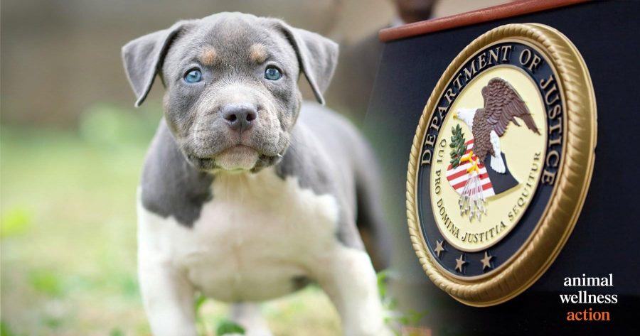 Braun, Whitehouse, McSally, Kennedy, and Blumenthal Introduce Bill to Crack Down on Animal …