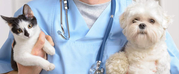 Pet Daycare and Lodging Market 2020