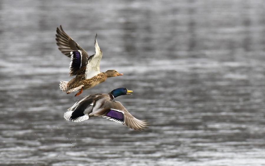 Ducks in Flight, Prince Gallitzin State Park