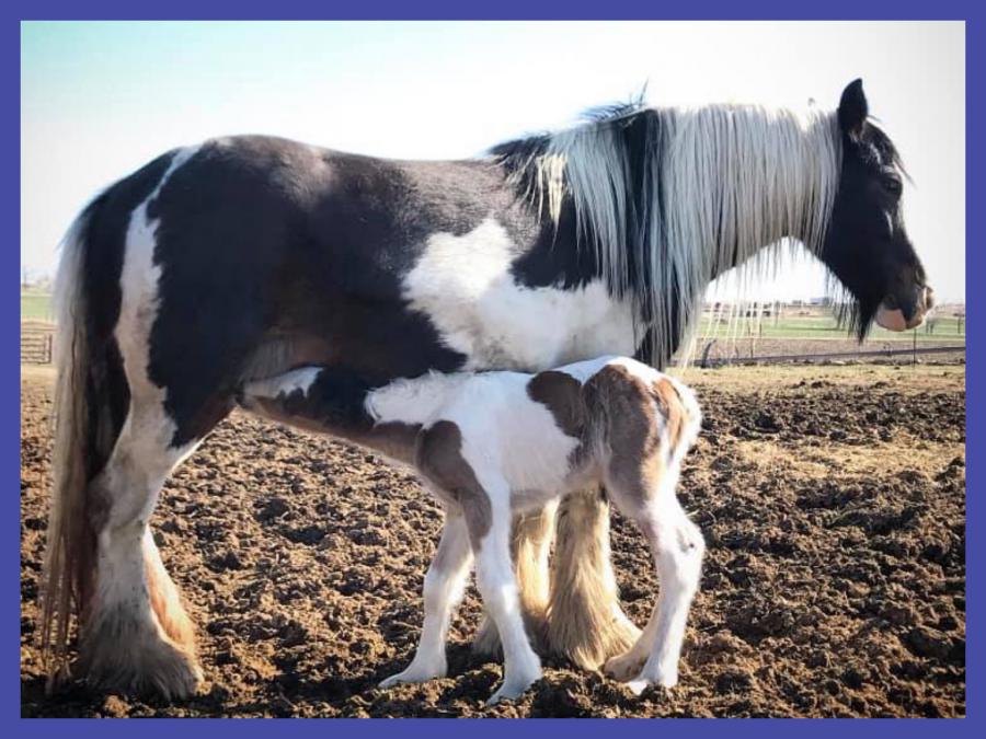 Photograph of missing Fort Lupton, Colorado foal.