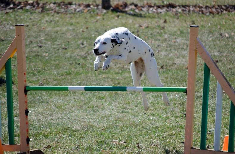 A dalmation jumping over a rod in an agility trial