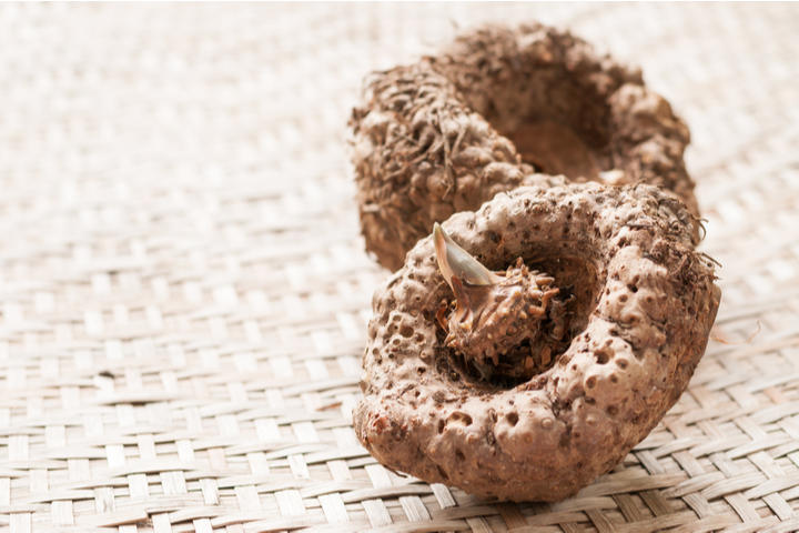 Konjac, Amorphophallus konjac, is common name of a plant mainly found in the Asian region Konjac Market