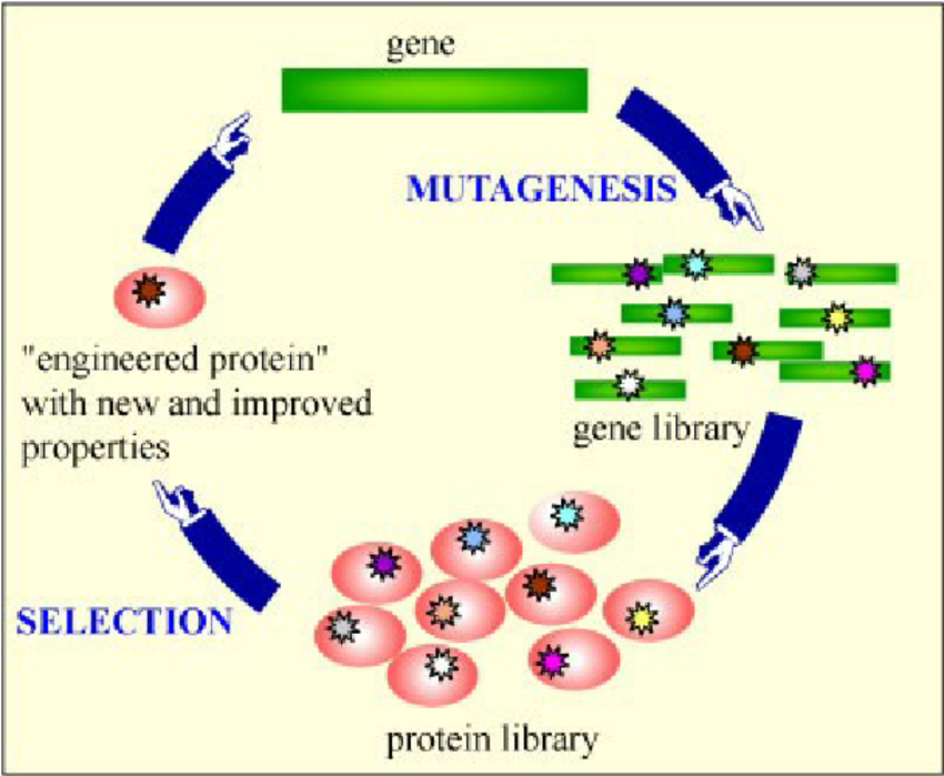 Market Overview
Protein engineering can be defined as the modification of protein structure with recombinant DNA technology or chemical treatment to serve a desirable function and better use in medicine, industry and agriculture Protein Engineering Market-AMR