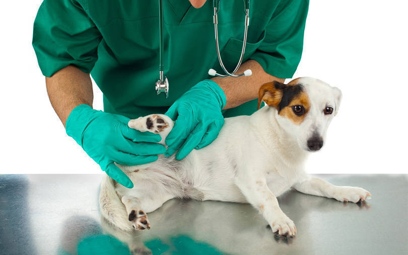 Animal Health Market Overview:
Animal Health Market size is expected to witness a double-digit CAGR during the forecast period, 2018-2025. Animal health monitoring and preventing disease outbreaks is one of the important factors for the country’s economy and safety of the food supply across the nation. Thus, the production of healthier livestock ensures a better-quality food supply and keeps the prices stable for the consumers. Animal diseases often devastate the world’s communities as well as disturb the international trade. Prevention and control of animal diseases boosts economies, strengthens local communities, and enhances the overall health of the animal population.
For Right Perspective and Competitive Insights, Get Sample Report at: https://www.alliedmarketresearch.com/request-sample/5492
There has been significant increase in R&D for animal care with the augment in animal population and increase in incidences of diseases in animals. According to a report by American Pet Products Association in 2019, the overall spending on pets and animals approaches USD 70 billion.
Rise in demand for protein rich foods such as milk, eggs, and meat, increase in adoption of companion animals, growth in population, changes in lifestyle, and surge in per capita income are the factors that drive the growth of the animal health market. Moreover, increase in demand for meat from countries such as China, the U.S., Brazil, and Japan, and the rise in risk of zoonotic diseases—infections that transfer from animals to humans have subsequently contributed toward the growth of the animal health market. However, affordability issues faced by the pet owners and a shift toward vegetarian diet hinder the industry augmentation.
The animal health market is segmented based on by animal type, product, distribution channel, end user, and region. Under the animal type segment, the market is bifurcated into production animal and companion animal. Based on type, the production animal segment is further divided into poultry, cattle, swine, fish, and sheep & goats and based on product, the production animal is classified into vaccines, diagnostics, feed additives, pharmaceuticals, and others. Based on type, the companion animal segment is divided into dogs, horses, cats, and others and based on product, the companion animal segment is fragmented into vaccines, diagnostics, feed additives, pharmaceuticals, and others. Under the product segment, the market is fragmented into vaccines (live attenuated vaccines, inactivated vaccines, recombinant vaccines, DNA vaccines and others), pharmaceuticals (parasiticides, analgesics, anti-inflammatory, anti-infectives and others), feed additives (nutritional and medicinal), and diagnostics (instruments and consumables). The distribution channel segment is categorized into retail, veterinary hospitals & clinics, and e-commerce. The end user segment is divided into reference laboratories, veterinary hospitals & clinics, point-of-care testing/in-house testing, and others. Based on region, the market has been analyzed across North America, Asia-Pacific, Europe, and LAMEA.
Request for Customization of This Report @ https://www.alliedmarketresearch.com/request-for-customization/5492
Some of the major players operating in the animal health market include Intas Pharmaceuticals, Ltd., Merck Animal Health, Bayer, Sanofi S.A. (MERIAL Limited), Elanco (Eli Lilly and Company), Zydus Animal Health, Zoetis, Inc., Vetoquinol, Ceva Santé Animale, and Virbac Group. The other players operating in the animal health market are C.H. Boehringer Sohn AG & Co. KG, Dechra Pharmaceuticals, Nutreco N.V., and Phirbo Animal Health, Zoetis.
Covid-19 Scenario:
1) The Covid-19 pandemic and followed by lockdown has affected several manufacturing industries.
2) The prolonged lockdown resulted in a disrupted supply chain and increased the prices of raw materials.
3) However, as the world has been recovering from the pandemic, the market is estimated to get back on track.
Get Detailed COVID-19 Impact Analysis on the Animal Health Market@ https://www.alliedmarketresearch.com/request-for-customization/5492?reqfor=covid
KEY BENEFITS FOR STAKEHOLDERS
This report provides a detailed quantitative analysis of the current market trends and market forecast estimations from 2018 to 2025, which assists to identify the prevailing animal health market opportunities.
The in-depth market analysis includes analysis of various regions and is anticipated to provide a detailed understanding of the current trends to enable stakeholders formulate region-specific plans.
A comprehensive analysis of the factors that drive and restrain the growth of the global market is provided.
Region-wise and country-wise animal health market conditions are comprehensively analyzed in this report.
The projections in this report are made by analyzing the current market trends and future market potential from 2018 to 2025 in terms of value.
An extensive analysis of various regions provides insights that are expected to allow companies to strategically plan their business moves.
Key market players within the market are profiled in this report and their strategies are analyzed thoroughly, which helps understand competitive outlook of the global animal health market.
Trending Reports In Healthcare Industry:
Gas Chromatography Market - Global Opportunity & Industry Forecast, 2030
X-ray Market - Global Opportunity & Industry Forecast, 20227
Wireless Health Market - Global Opportunity & Industry Forecast, 2027
About Us
Allied Market Research (AMR) is a full-service market research and business-consulting wing of Allied Analytics LLP based in Portland, Oregon. Allied Market Research provides global enterprises as well as medium and small businesses with unmatched quality of "Market Research Reports" and "Business Intelligence Solutions.” AMR has a targeted view to provide business insights and consulting to assist its clients to make strategic business decisions and achieve sustainable growth in their respective market domain.
We are in professional corporate relations with various companies and this helps us in digging out market data that helps us generate accurate research data tables and confirms utmost accuracy in our market forecasting. Each and every data presented in the reports published by us is extracted through primary interviews with top officials from leading companies of domain concerned. Our secondary data procurement methodology includes deep online and offline research and discussion with knowledgeable professionals and analysts in the industry. Animal Health Market