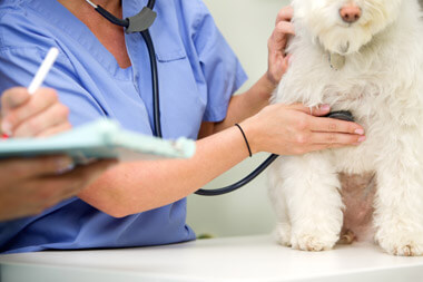 Veterinary Diagnostics Market