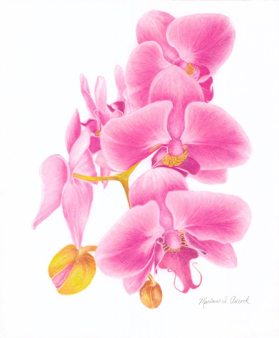 Orchids by Marian Adcock