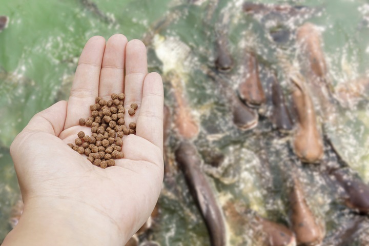 Aquafeed Market was estimated at $78