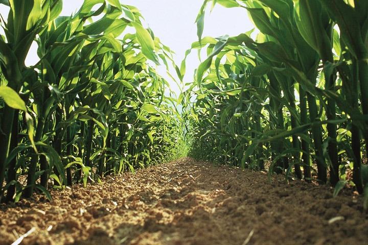 Biological Seed Treatment Market