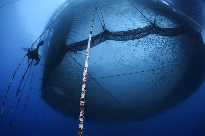 5 Major Aquaculture Market by Fish Type (Pompano, Snappers, Salmon, Milkfish, Tuna, Tilapia, Catfish, Seabass, and Others): Opportunity Analysis and Industry Forecast, 2018–2025"