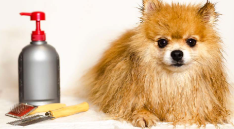 Pet Conditioners Market Images, Size and Share