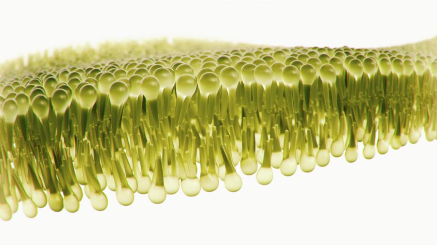 Nutritional Lipids Market