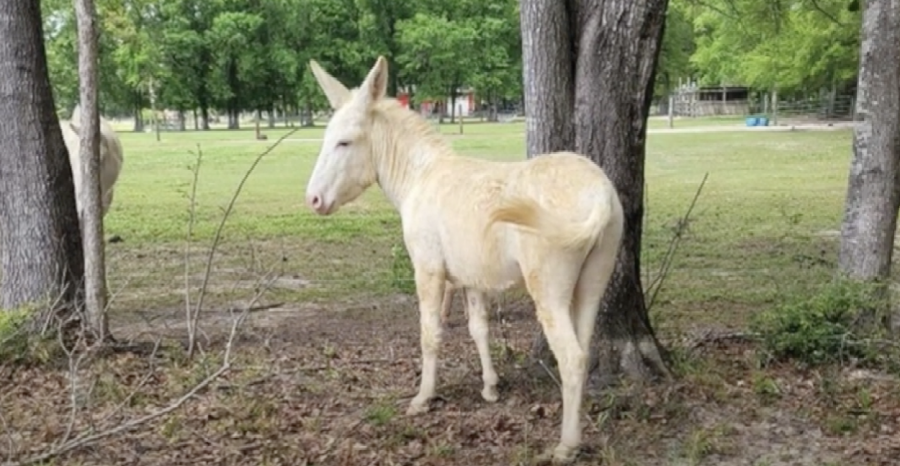 Florida Donkey Killing