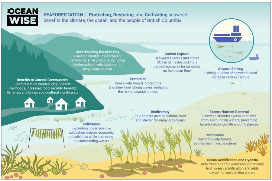 column-nature-notes-kelp-forests