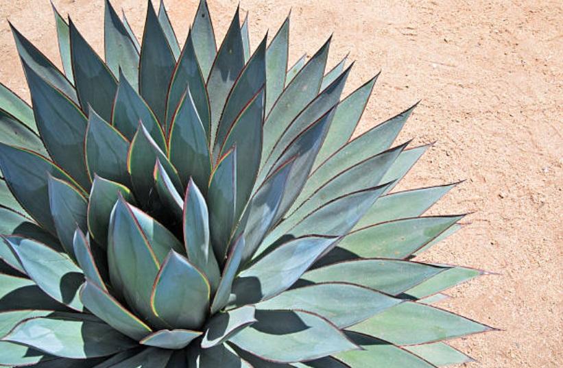 Agave Inulin Market