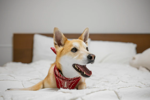 In ethology or animal husbandry, bedding is material that animals use to support themselves when they are stationary, resting, or otherwise Lab Animal Bedding Market