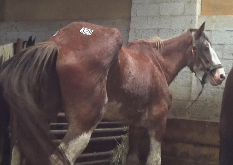 Starving horse with bones protruding