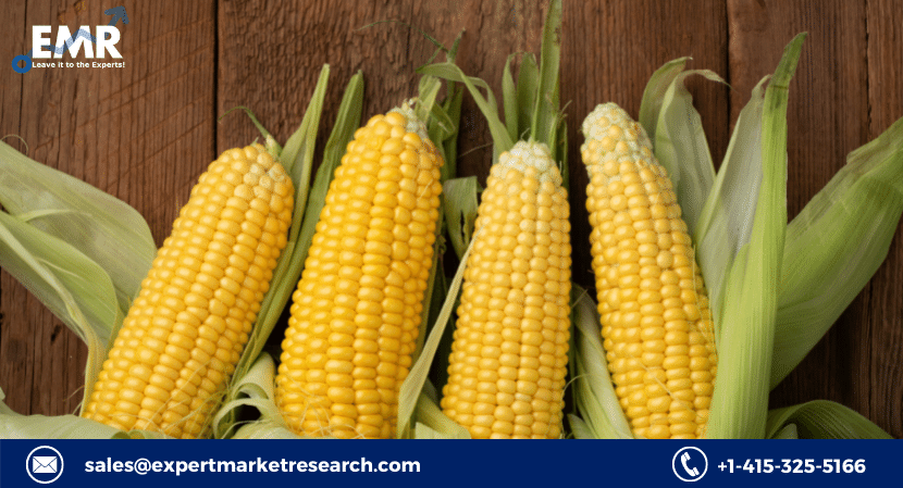 The ‘Global Corn Market Price, Size, Share, Trends, Growth Report and Forecast 2023-2028’ by Expert Market Research gives an extensive outlook of the global corn market, assessing the market on the basis of its segments like applications, and major regions Corn Market