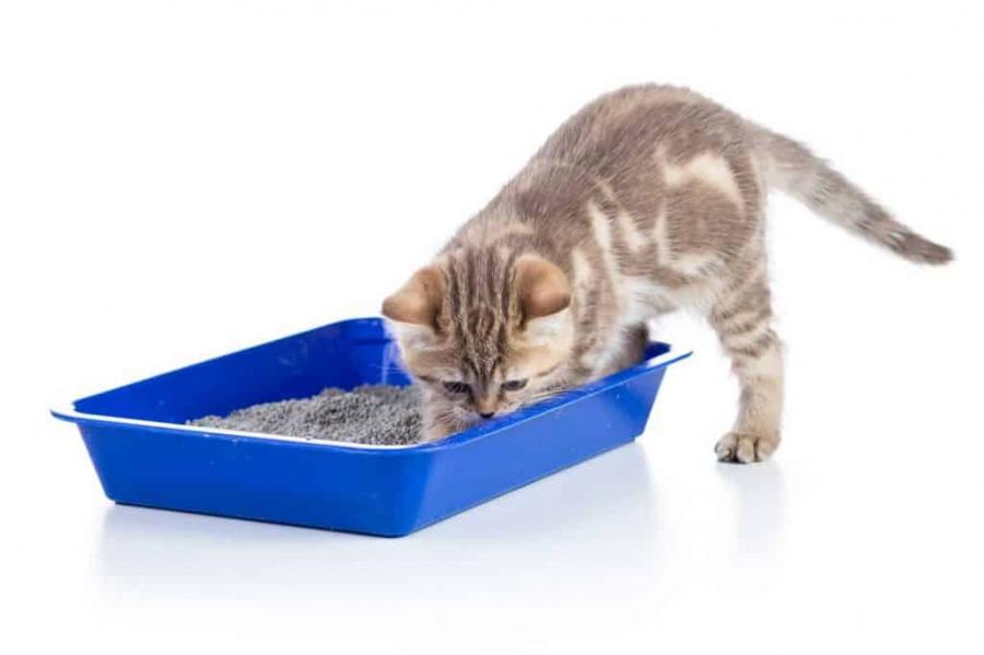 Cat Litter Market Valued at US$ 6,850.00 Mn By 2030 with Future Scope, Size, Share Analysis | Healthy Pet, Zolux Sas