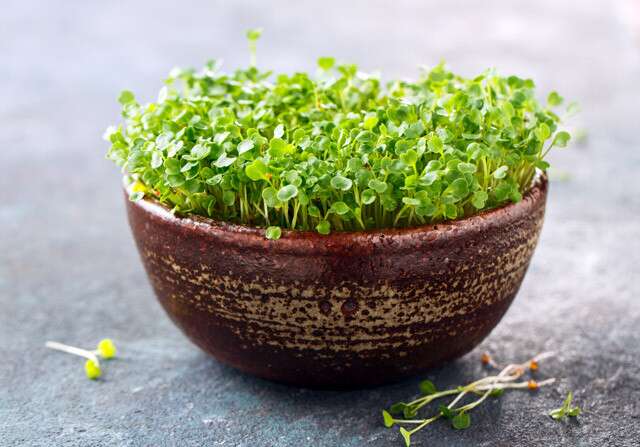 According to a new report published by Allied Market Research, titled, “Microgreens Market," The microgreens market size was valued at $1 Microgreens Share