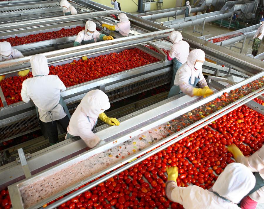 Tomato Processing Market Overview