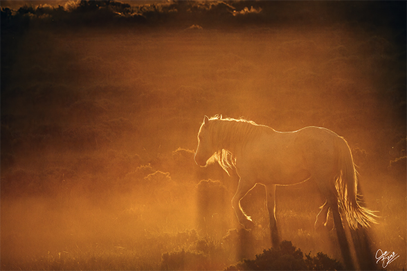 Photo by Jim Brown, wild horse kicking up dust storm.