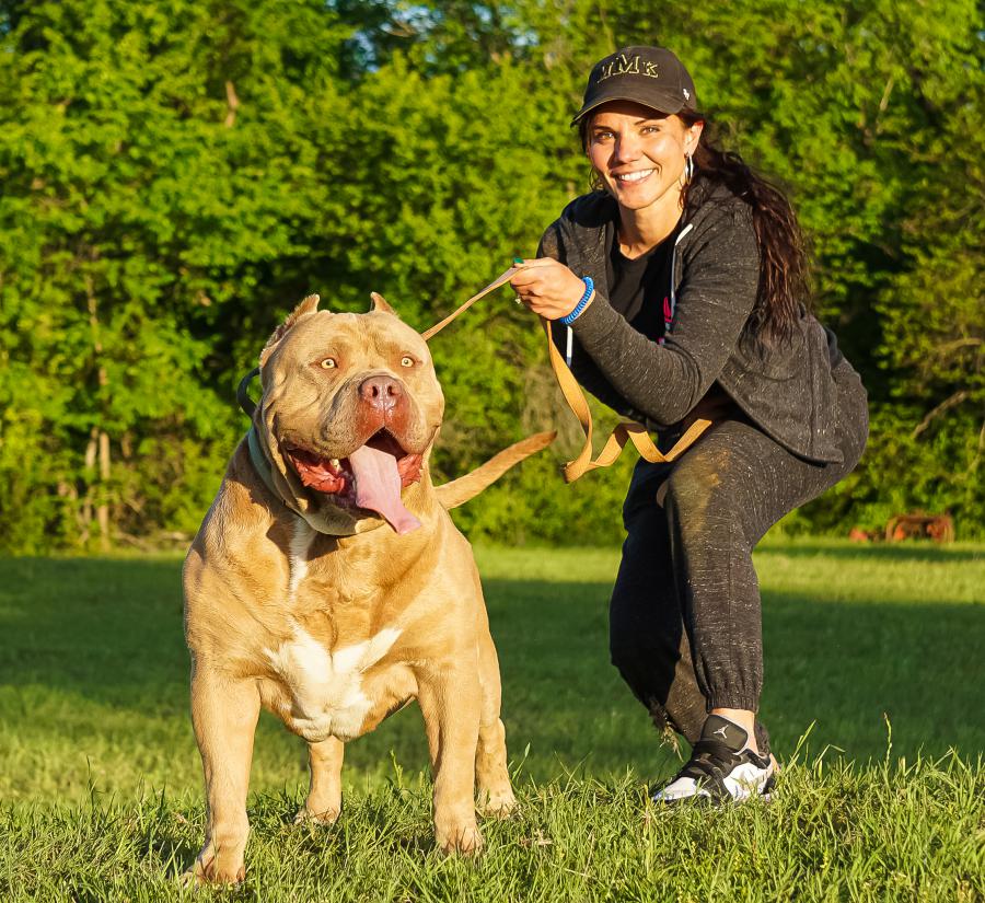 World’s Largest American Bully: Manmade Kennels King Leonidas Jr, the ...