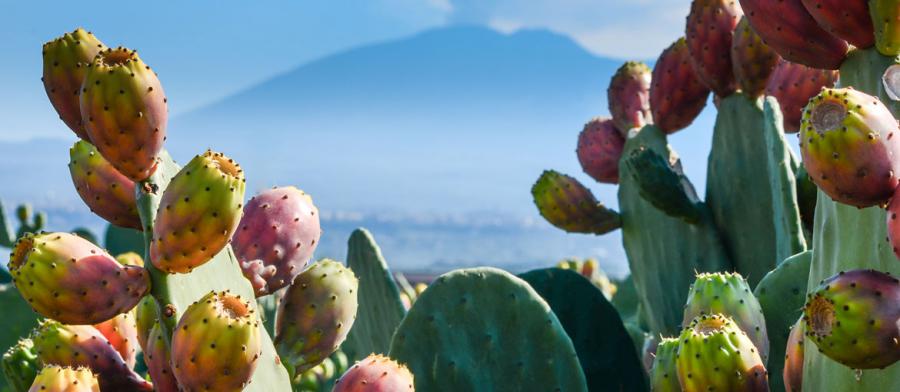 PDO PRICKLY PEARS FROM ETNA