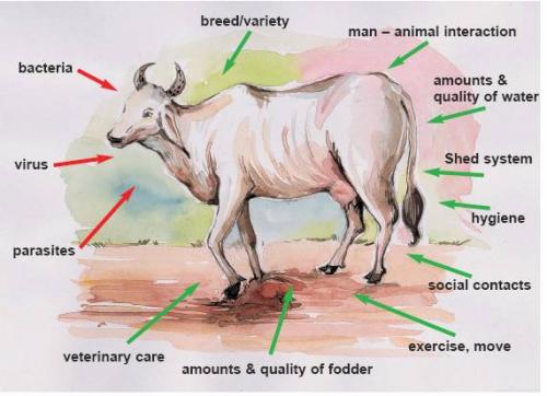 Animal Health Market Size