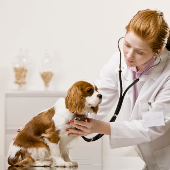 Brazil Pet Veterinary Drugs Market