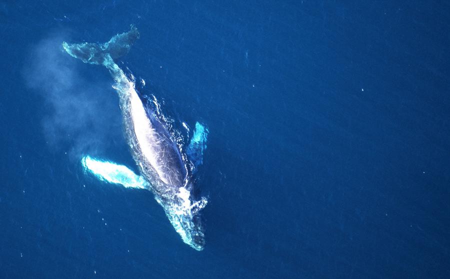 Ambassadors for Protecting Blue Whales and Blue Skies Make Sustainable ...