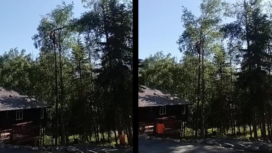 Affordable Tree Removal Cost in Anchorage