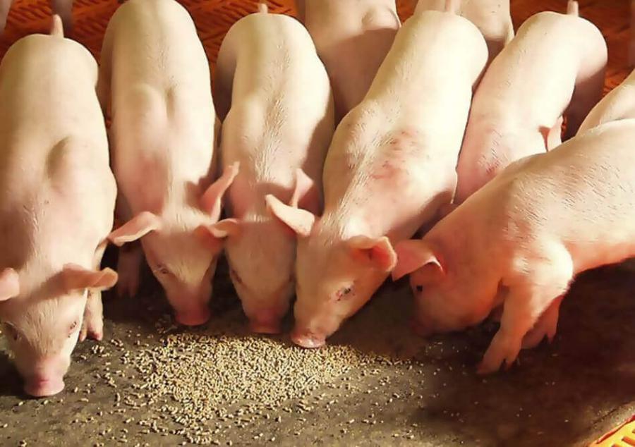 Swine Feed Market