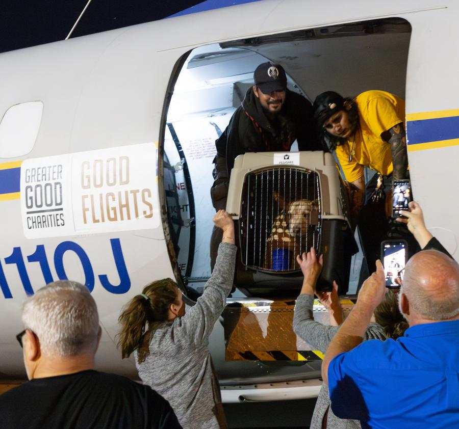 Volunteers lift a dog inside a crate out of an airplane