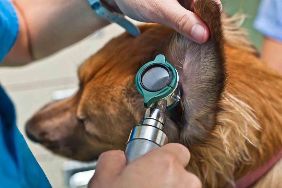 Pet Cancer Therapeutics Market