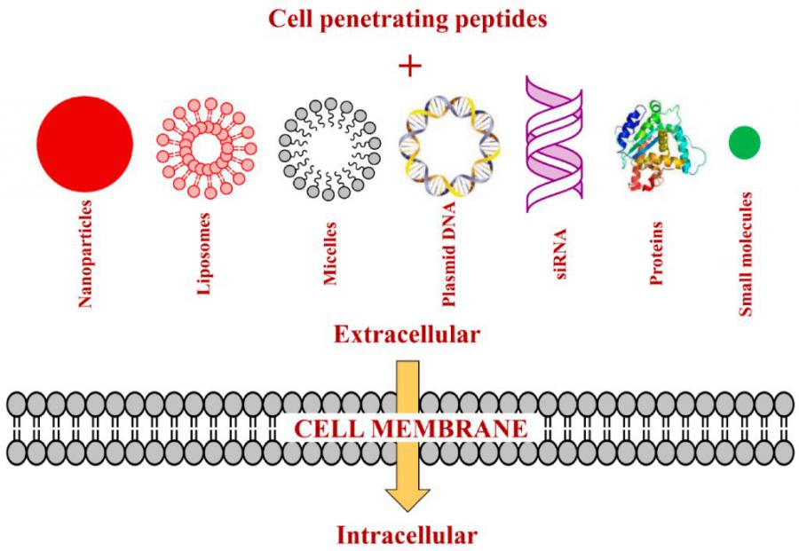 Cell Penetrating Peptide