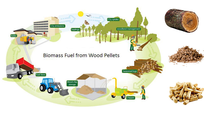 Biomass Solid Fuel Market Share