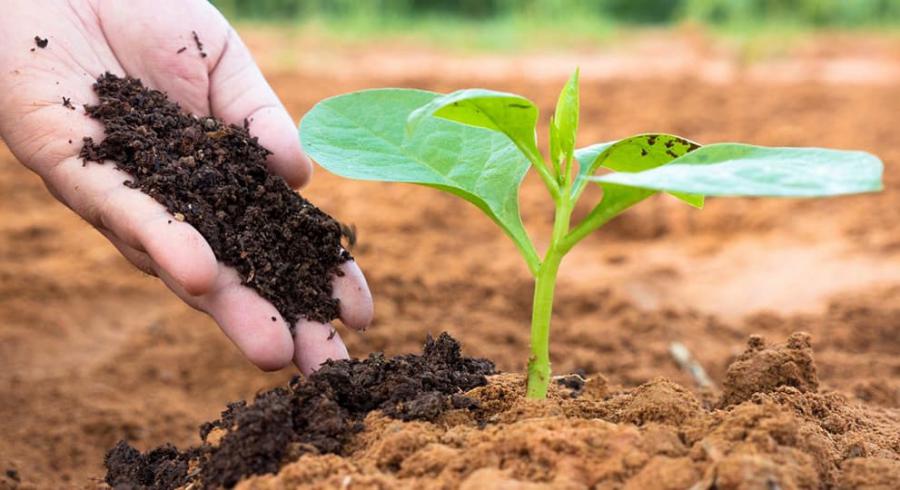 Biofertilizers Industry Trend