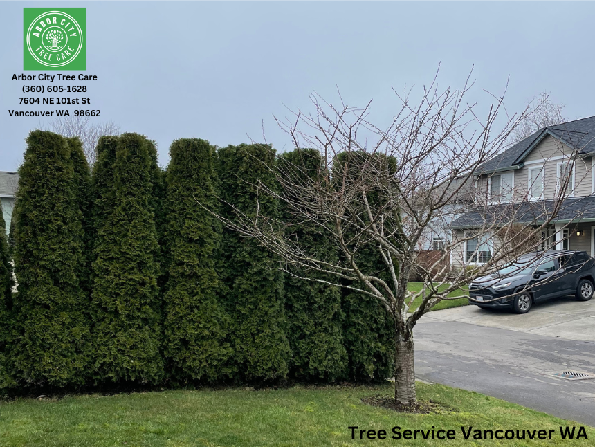 Arbor City Tree Care celebrates 7 years in Vancouver