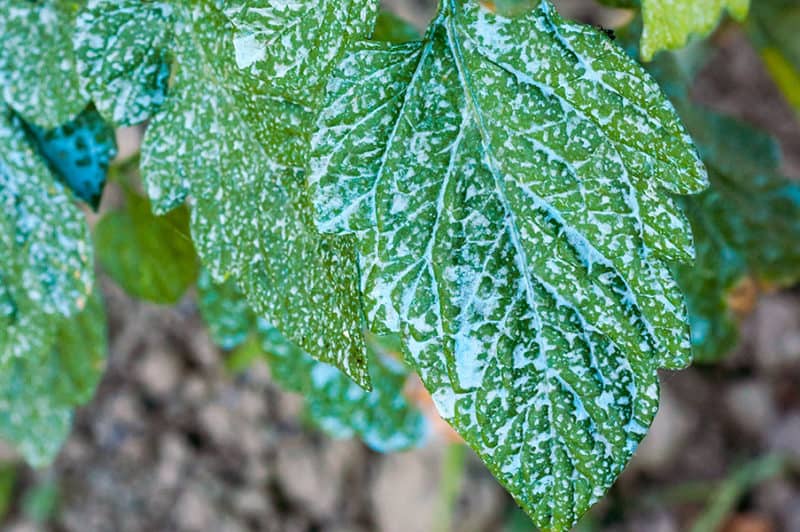 Copper Fungicides Industry Trends