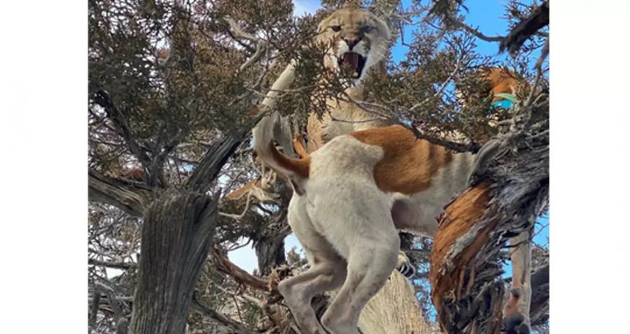 Pack of dogs has chased a mountain lion into a tree