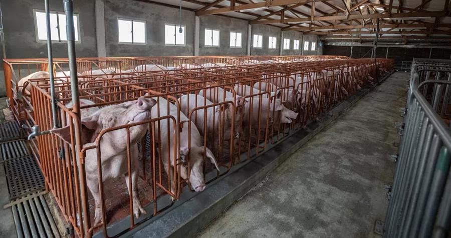 The pork industry uses gestation crates to heavily restrict the movement of pigs