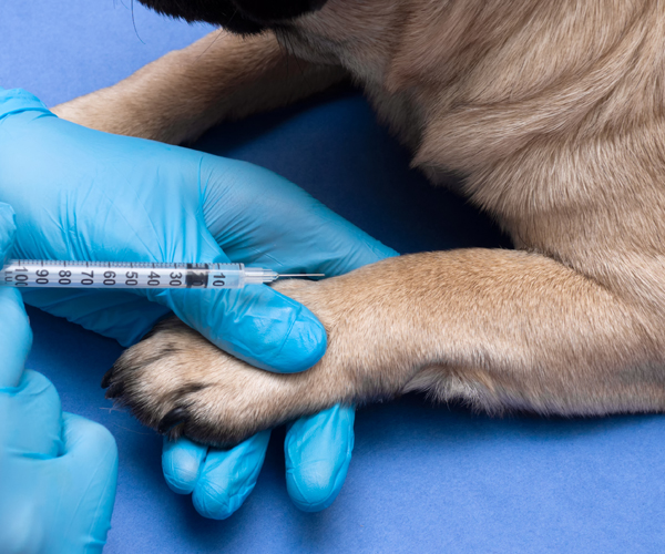 Animal Vaccines Market 2024-2032