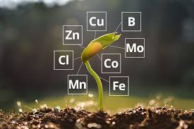 Micronutrient Fertilizers Market