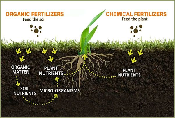 Organic Fertilizers Market Performance