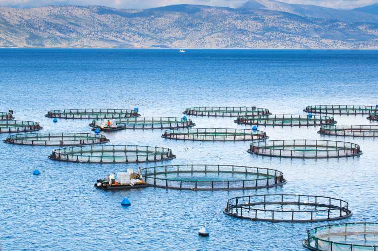 Global Aquaculture Market