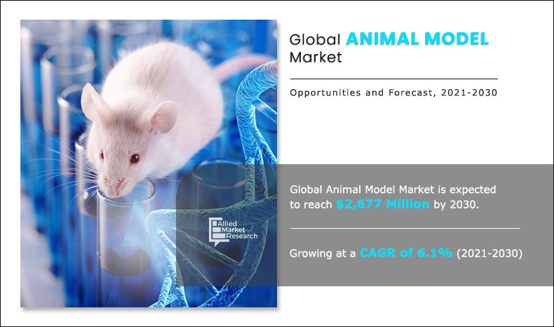 animal-model-market-A079467